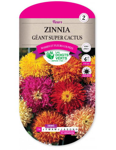 LES DOIGTS VERTS Zinnia géant super cactus