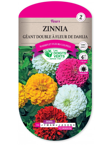LES DOIGTS VERTS Zinnia géant double à fleur de dahlia
