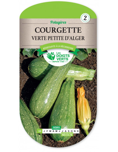 LES DOIGTS VERTS Courgette Verte Petite d’Alger