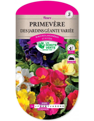 LES DOIGTS VERTS Primevère Des Jardins Géante Variée