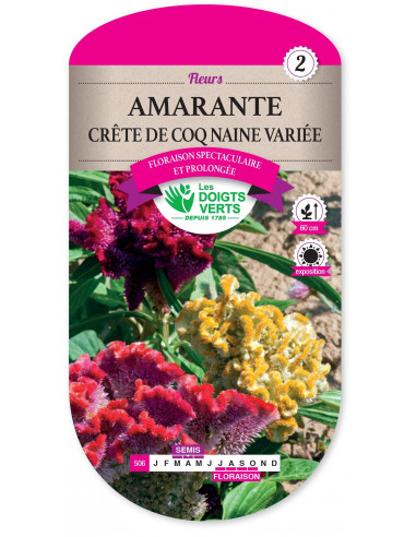 LES DOIGTS VERTS Amarante Crête de Coq Naine Variée
